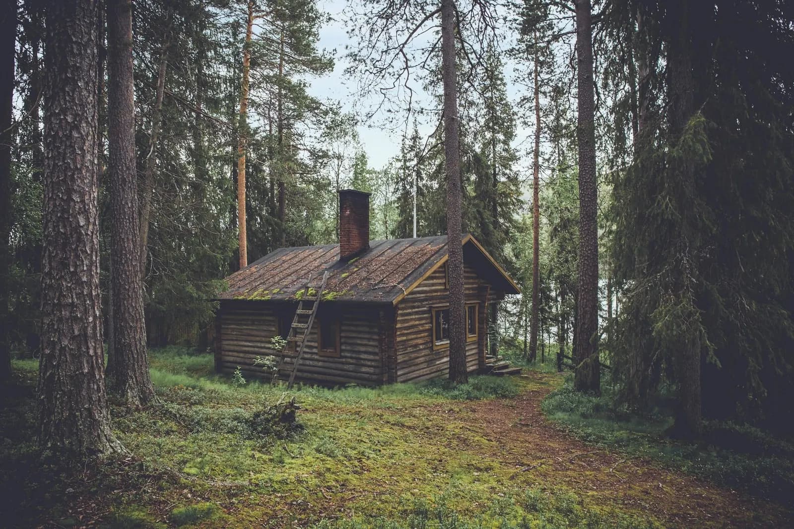 Wooden cabin in the forest in daylight